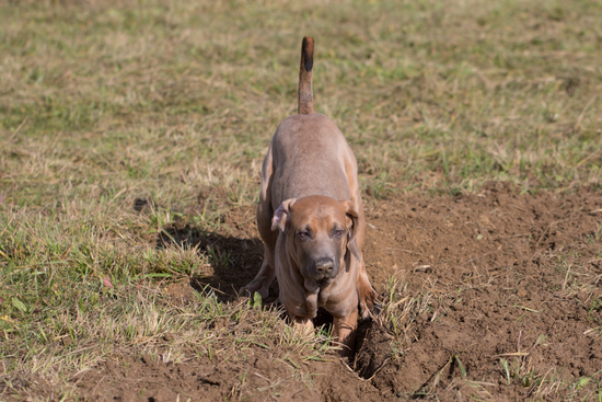 Ezadro digging a hole